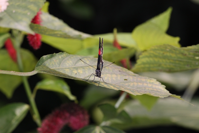 Sortie 1er aout - Papillorama - 015